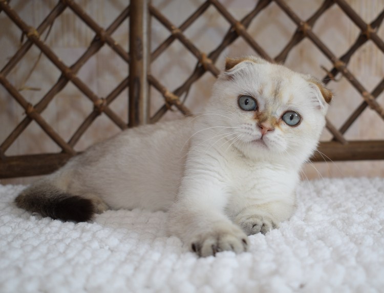 Шотландский вислоухий кот Blue point