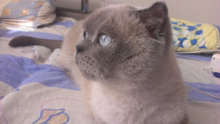 Шотландская вислоухая Blue point