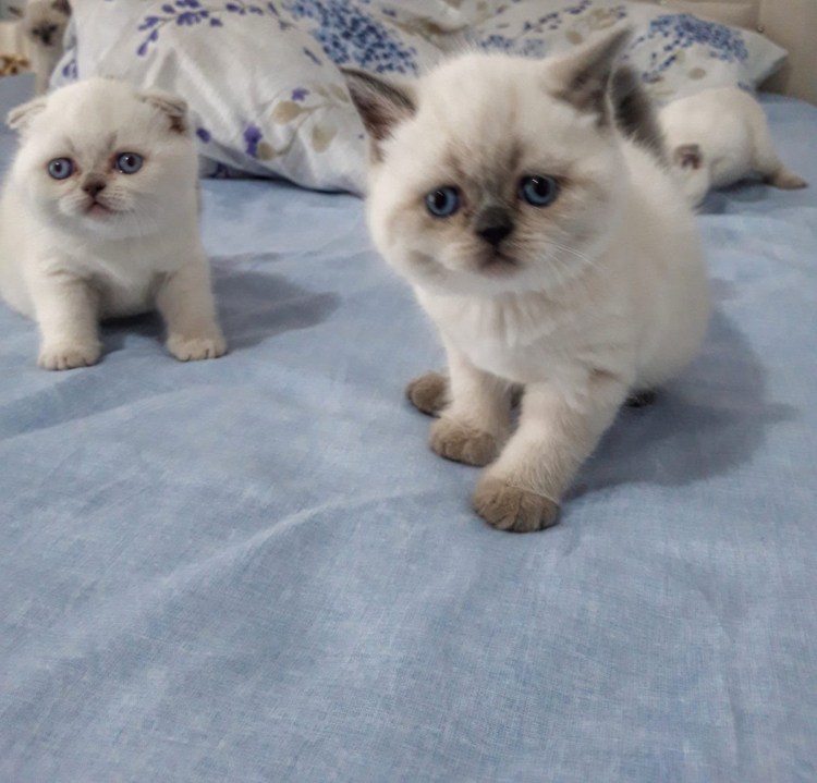 Британский кот Блю Пойнт