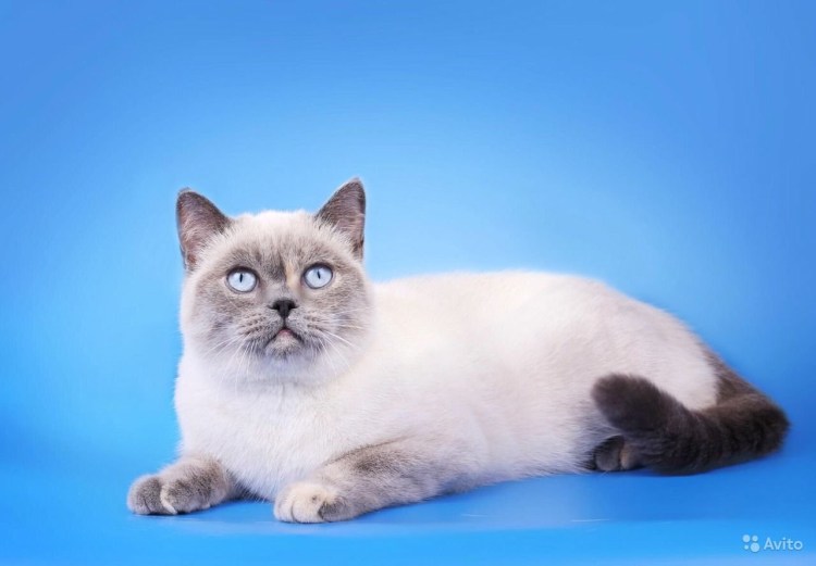 Шотландская кошка Блю Пойнт