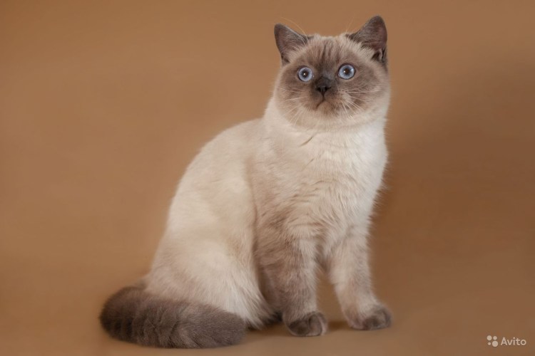 Блю поинт шотландский