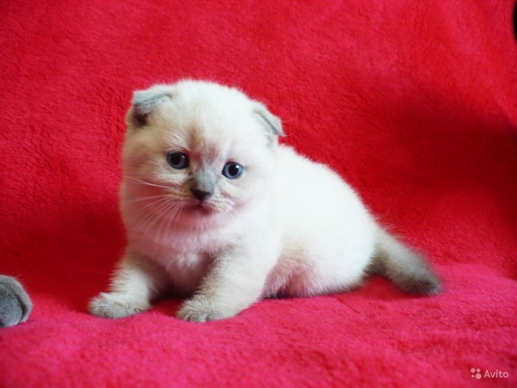 Кошка шотландка на вязку Новосибирск