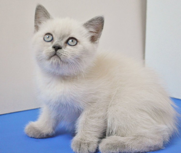 Шотландская кошка колор Пойнт