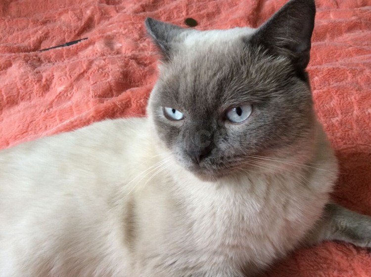 Британский кот Блю Пойнт