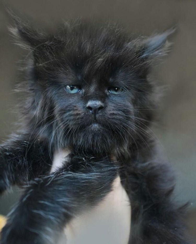 Кошка Мейн кун Валькирия