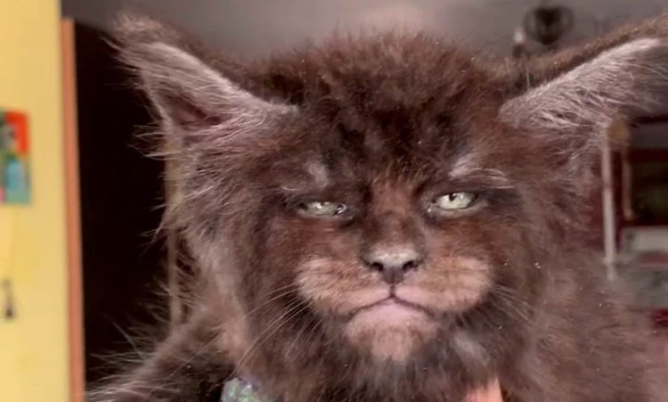 Мейн кун Валькирия