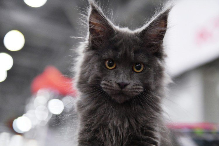 Мейн кун черный