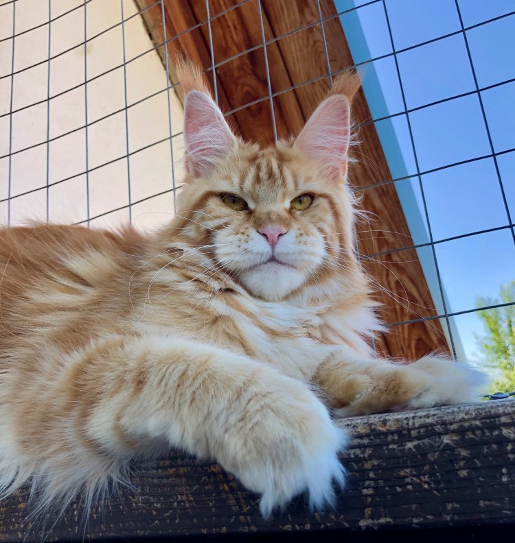 Кот Мейн кун Валькирия