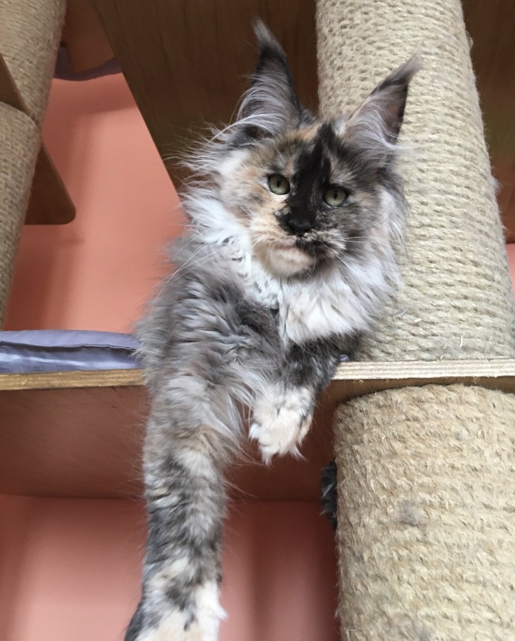 Мейн кун Валькирия