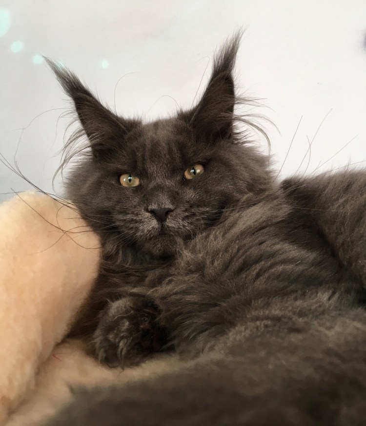 Мейн кун с человеческим лицом