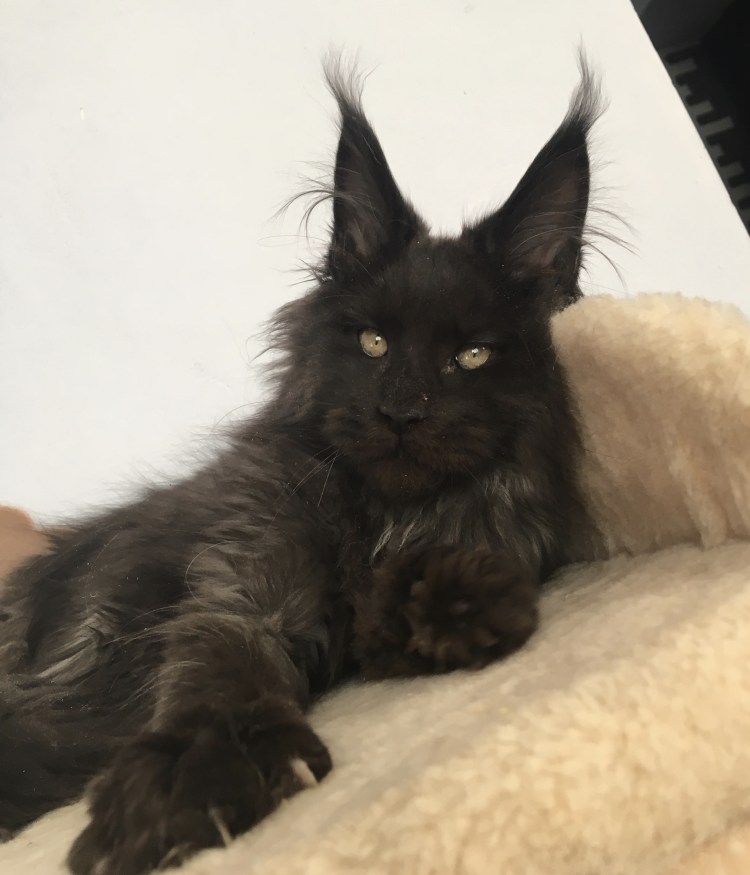 Питомник Мейн кунов Татьяны Расторгуевой