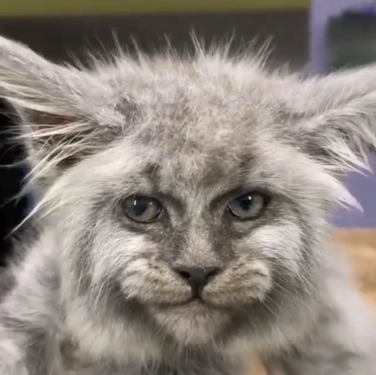 Мейн кун Валькирия