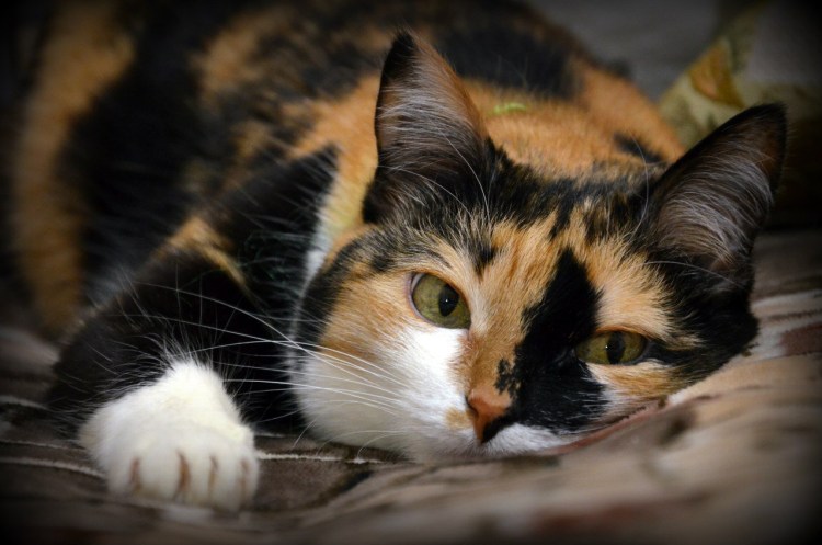 Кошка пятнистая трехцветная