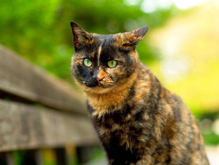 Необычные коты