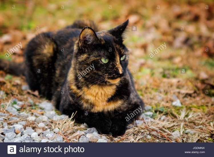 Сибирская черепаховая кошка