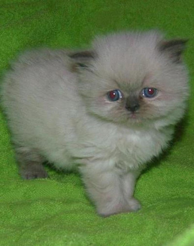 Сиамские длинношерстные котята