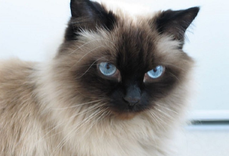 Сиамские персидские котята