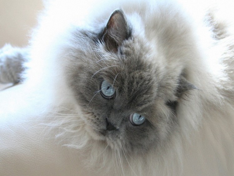 Коты сиамской породы помесь