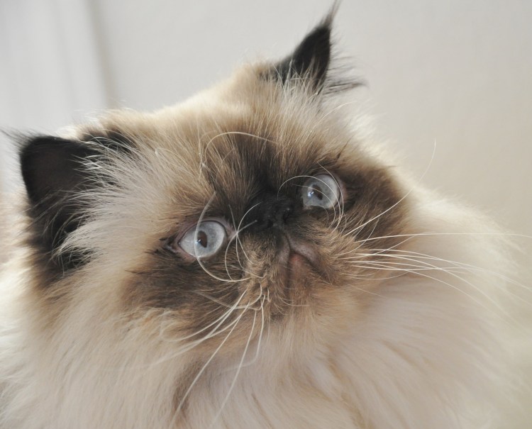 Гималайский Рэгдолл