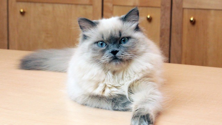 Сиамский Гималайский кот