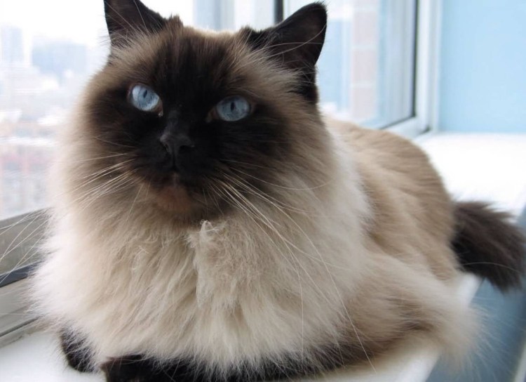 Гималайский перс колор Пойнт