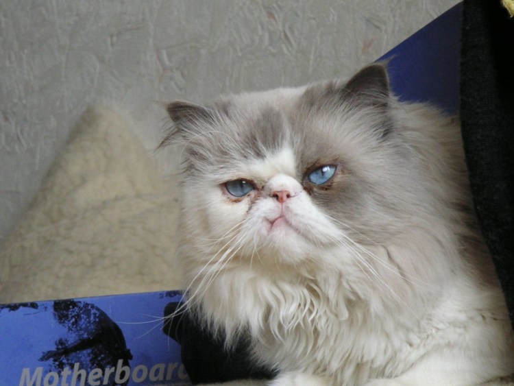 Сиамско Персидская кошка