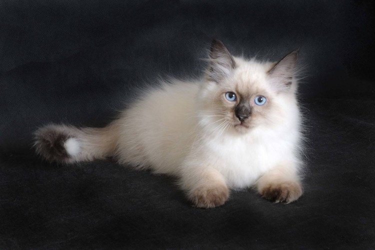 Birman Cat