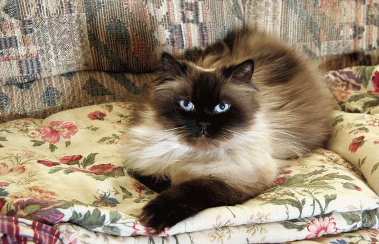 Сибирская кошка гималайская