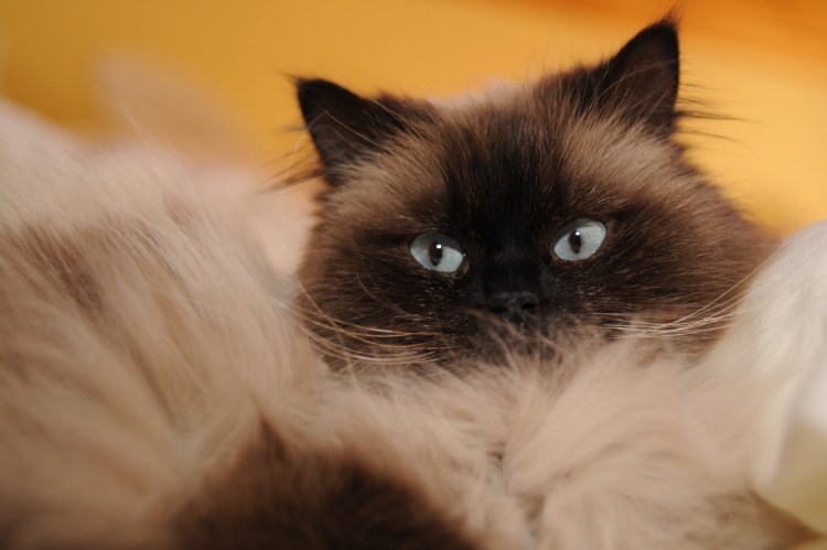 Персидская колор Пойнт с темно коричневыми отметинами