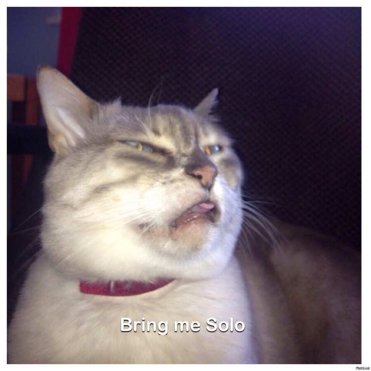 Мем кот и две девушки