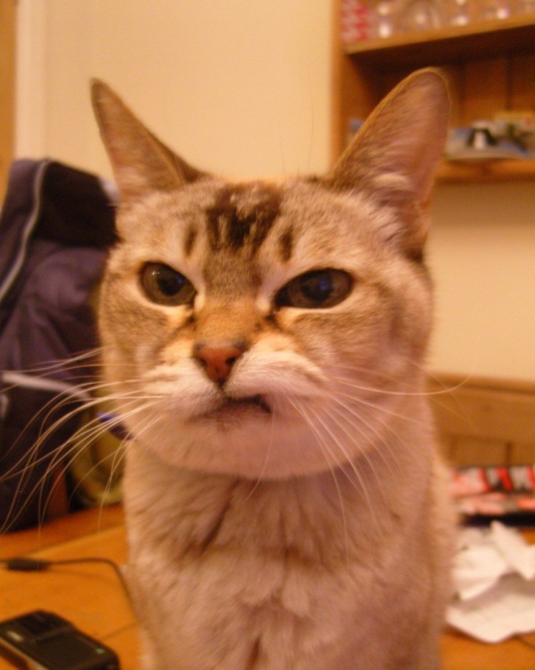 Фу Анапа кот