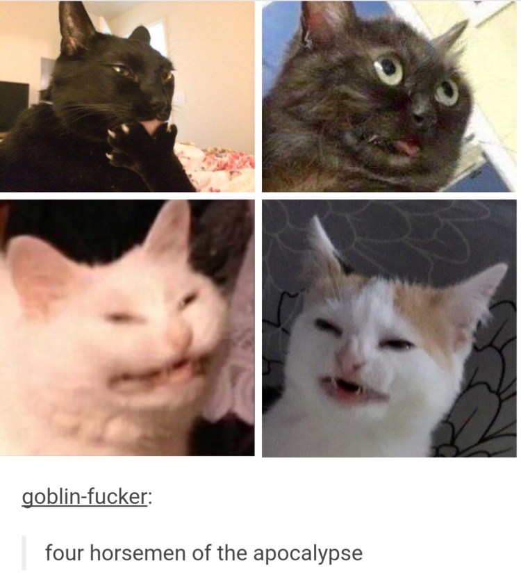 Брезгливый кот