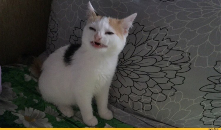 Недовольный рыжий кот