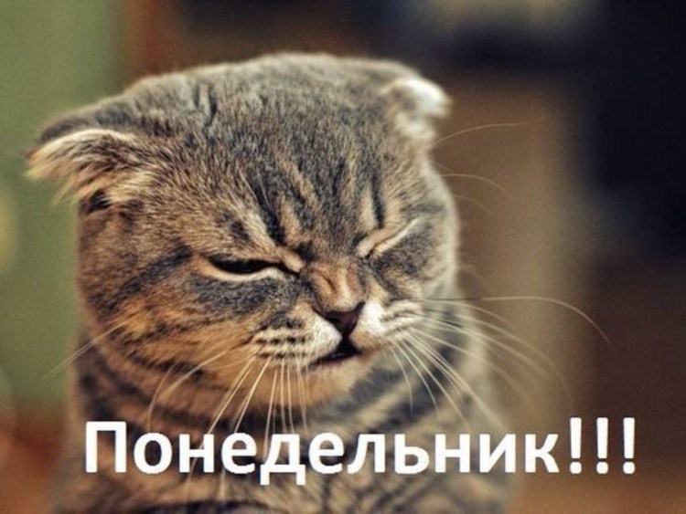 Мемы с котами без надписей