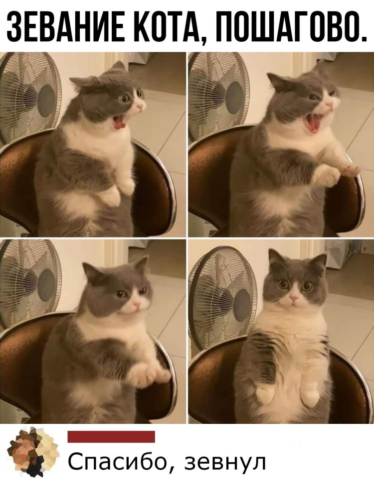 Кот Мем