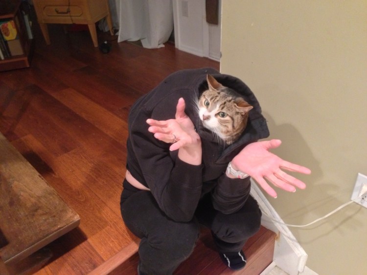 Самые известные мемы с котами