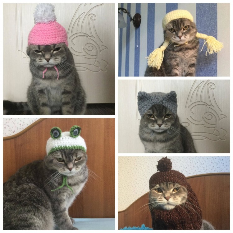 Кот фу Мем