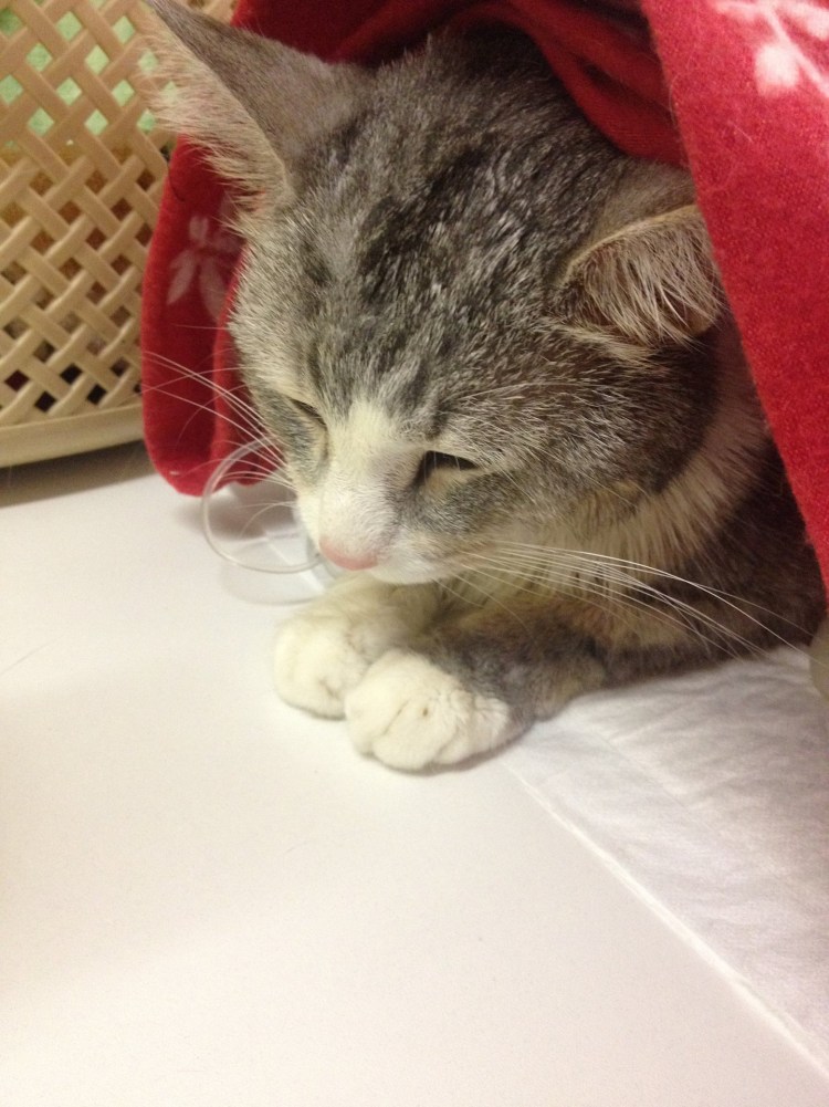 Котенок с больной лапкой