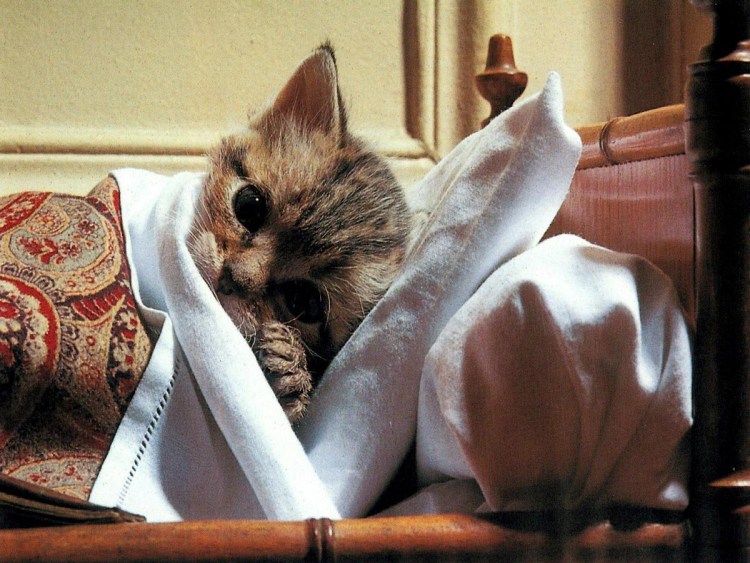 Котик болеет