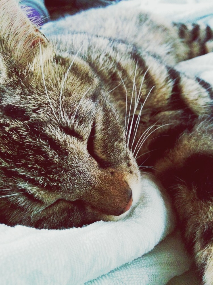 Котик болеет