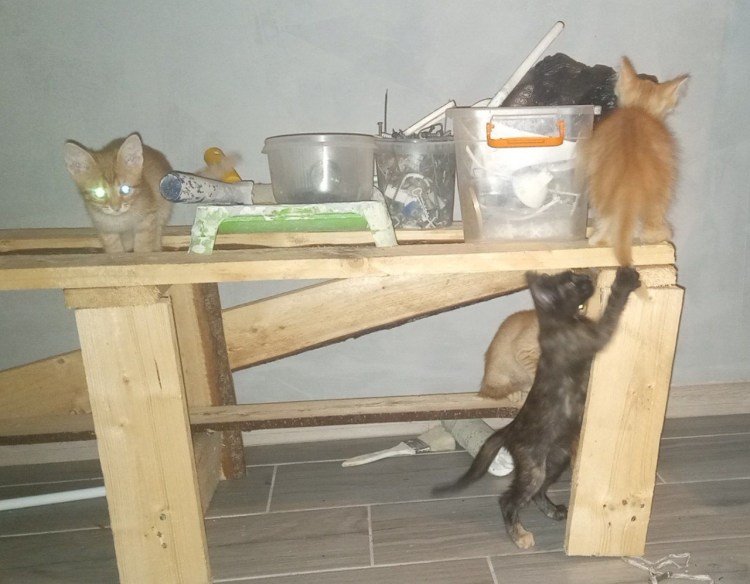 Котенок приболел