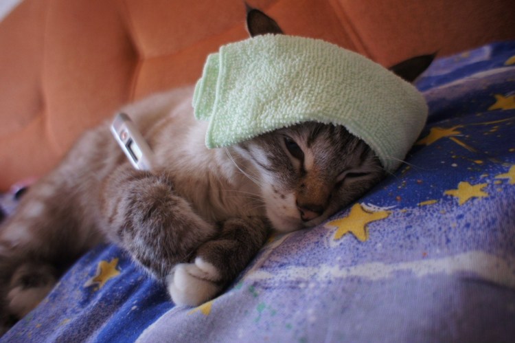 Кошка приболела