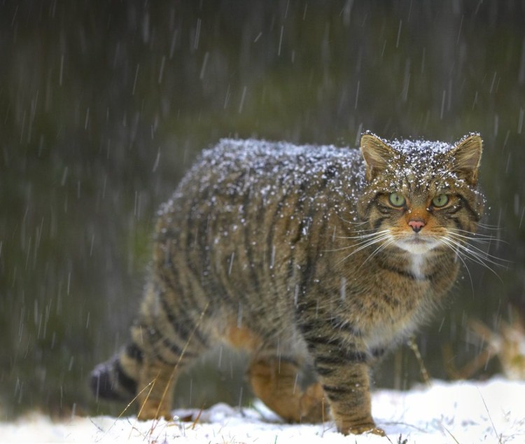 Сибирский Нибелунг длинношерстный