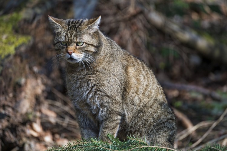 Норвежский Лесной кот