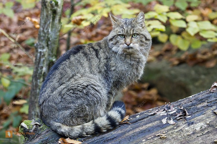 Норвежская длинношерстная Лесная кошка