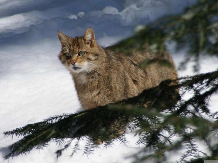 Норвежская Лесная кошка Калико