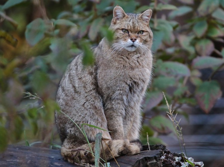 Лесной кот Felis Silvestris