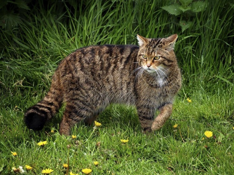 Европейский Лесной кот камышовый