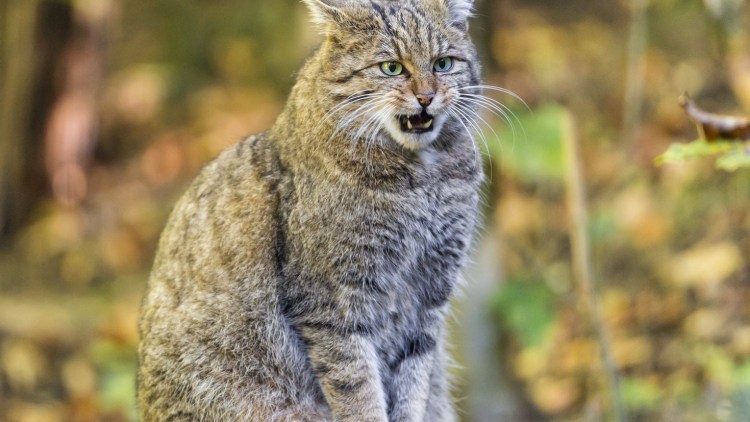 Норвежский Лесной кот