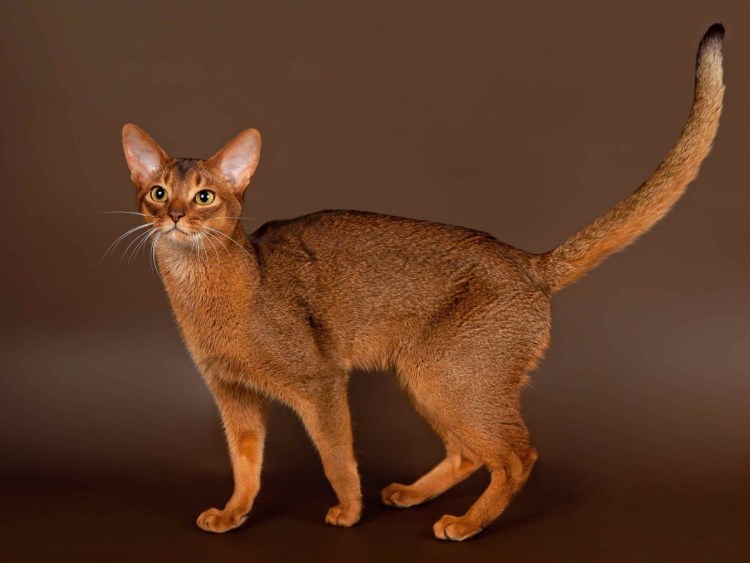 Порода абиссинец